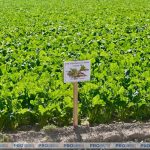 🌾Смотр посевов сельскохозяйственных культур прошел (https://t.me/proregion24by/59255) в Гродненском районе