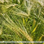 🌾Смотр посевов сельскохозяйственных культур прошел (https://t.me/proregion24by/59255) в Гродненском районе